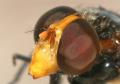 volucella_pellucens_t1.jpg