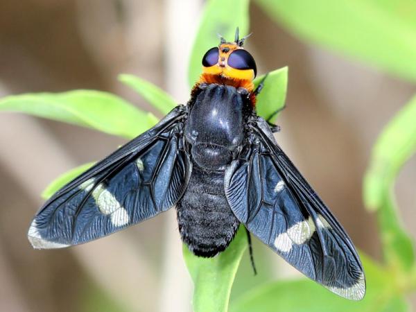 ang-060-bombylidae.jpg