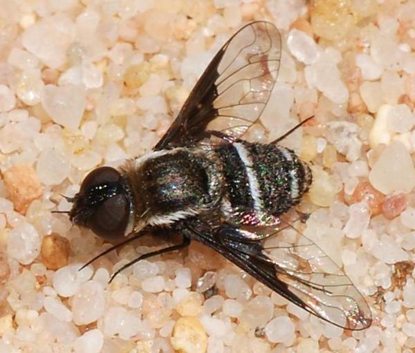 bombilidae1.jpg