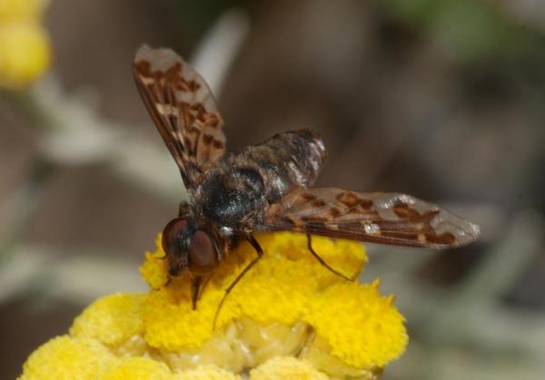 bombilidae3.jpg