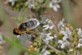 bombyliidae_micro_tomillo_estancias_t1.jpg