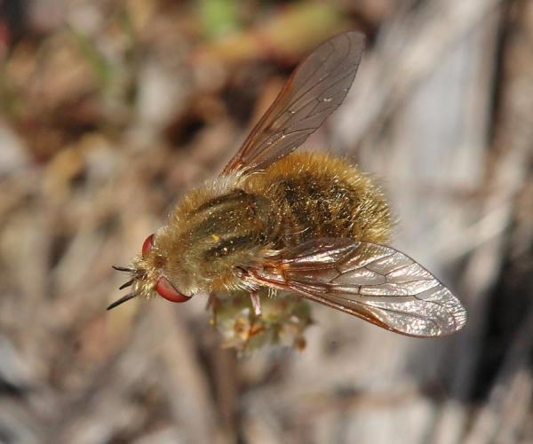 bombylisoma_notatum_fem_di.jpg