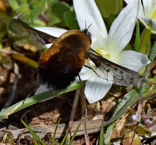 bombylius_discolor4_low.jpg