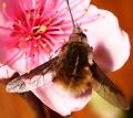 bombyliuscruciatus_1_t1.jpg