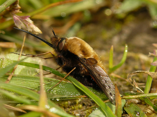 bombyliusdiscolor2.jpg