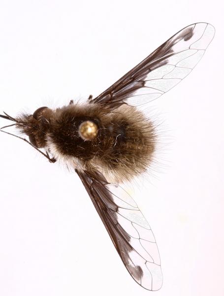 bombyliusfimbriatus.jpg