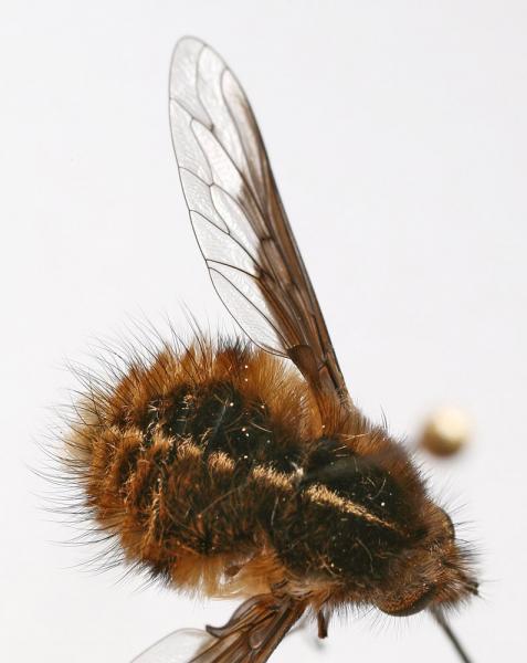 bombyliusundatus3.jpg