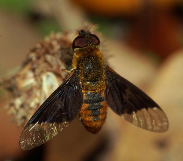 chrysanthraxcypris.jpeg