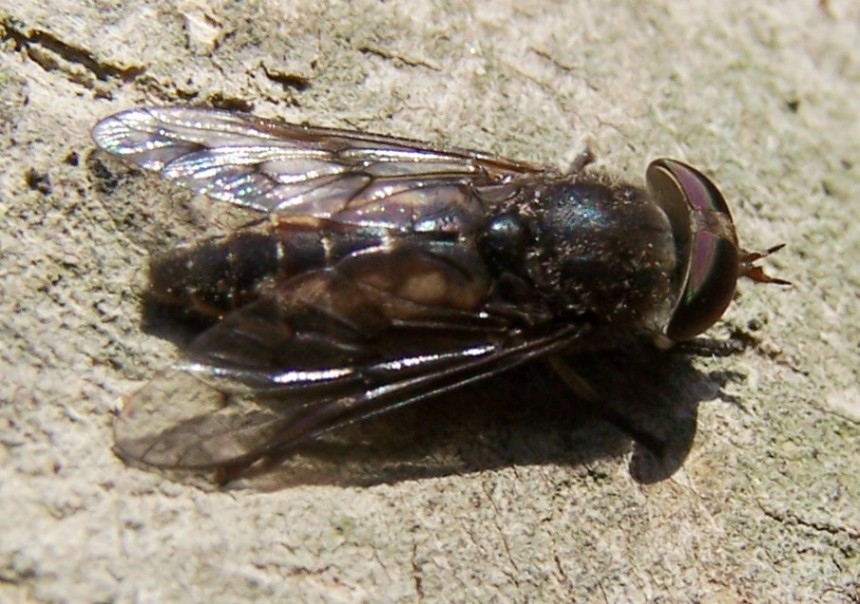Tabanidae: cf. Poeciloderas sp. (female) (1)