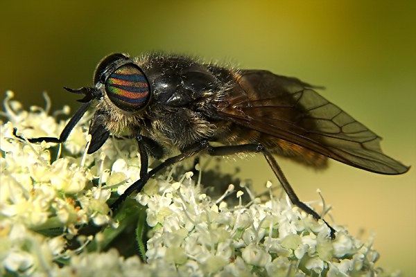 1142-dip-tabanidae-hybomitra-aterrima-var-auripila-female-martawald-110804.jpg