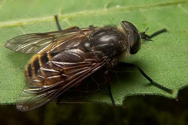 1280-1274-dip-tabanidae-hybomitra-aterrima-var-auripila-female-falzarego-210706.jpg