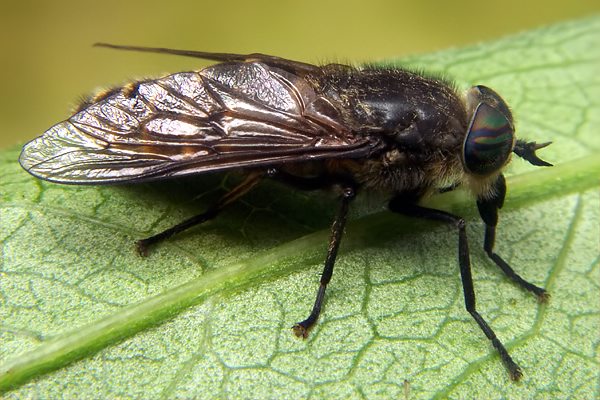 1280-dip-tabanidae-hybomitra-aterrima-var-auripila-female-falzarego-210706.jpg