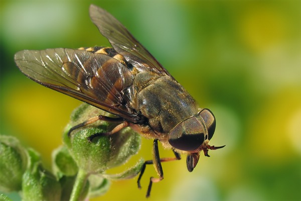 2012-dip-tabanidae-tabanus-sudeticus-female-scheibenhardt-300607.jpg