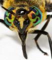 chryexcitans-9vi05-face_t1.jpg