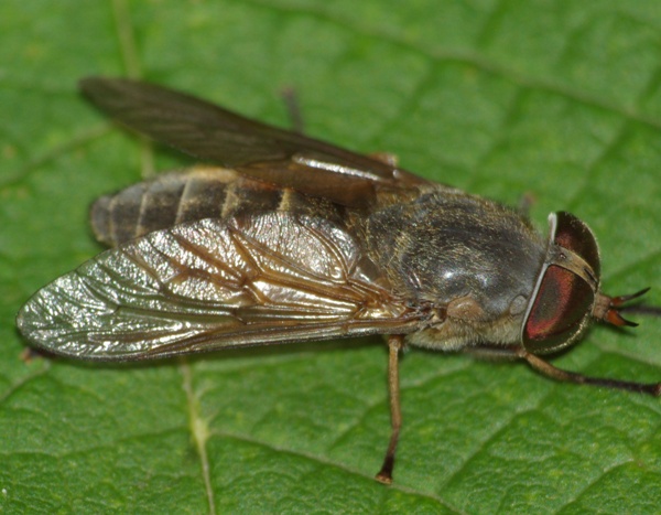 hybomitra_ciureai_2.jpg