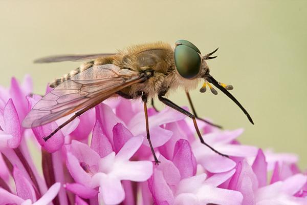 pangonius_anacamptis_pyramidalis.jpg