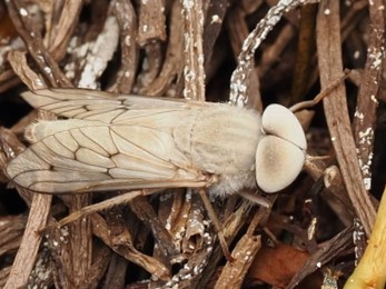 stenotabanuspsammophilus.jpeg