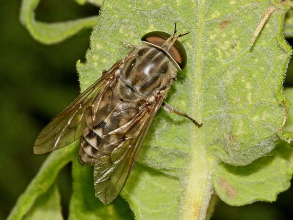 tabanus_autumnalis09b_fe.jpg