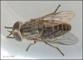 tabanus_bromius_20060705_sweden_t1.jpg