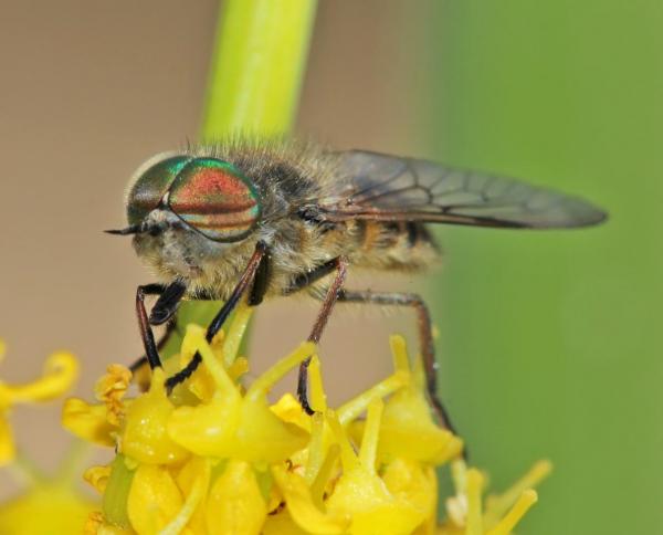 tabanus_nemoralis_m_01_di.jpg