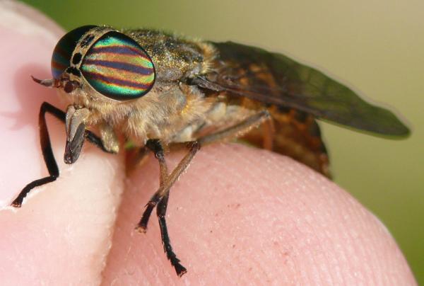 Click to view full image zbp1330416.jpg