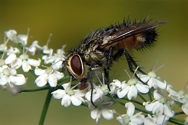 0589-0587-dip-tachinidae-frontina-laeta-martawald-090804.jpg