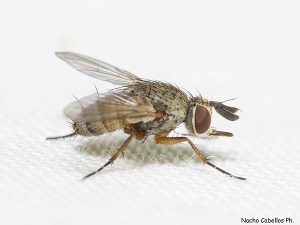 Click to view full image 0g3a4957.jpg