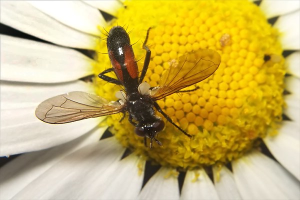 1082-dip-tachinidae-cylindromya-interrupta-assling-020804kb.jpg