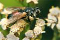 1203-dip-tachinidae-cylindromyia-brassicaria-kalksteinerbach-010805kb_t1.jpg