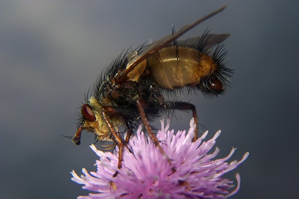 1465-1468-dip-tachinidae-tachina-fera-tassenbach-030903.jpg