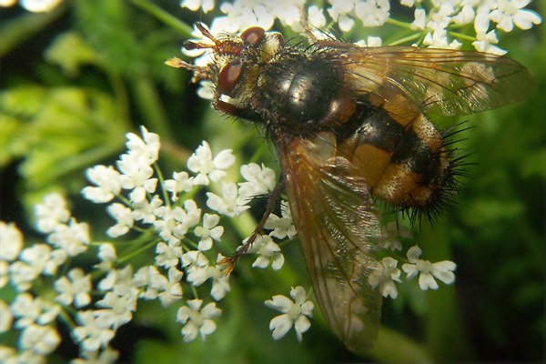 1465-1481-dip-tachinidae-tachina-fera-tassenbach-030903.jpg