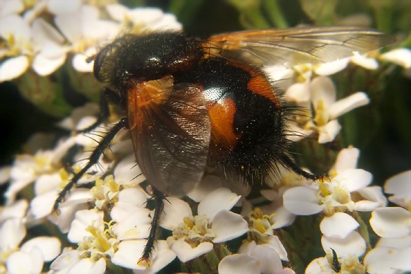 1695-dip-tachinidae-nowickia-marklini-kalksteinerbachtal-030804kb.jpg