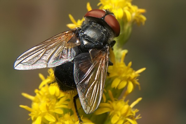 3781-3161-dip-tachinidae-phasia-aurigera-hemmerich-010906.jpg