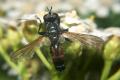 5332-5331-dip-tachinidae-cylindromyia-interrupta-buschhoven-0603_t1.jpg