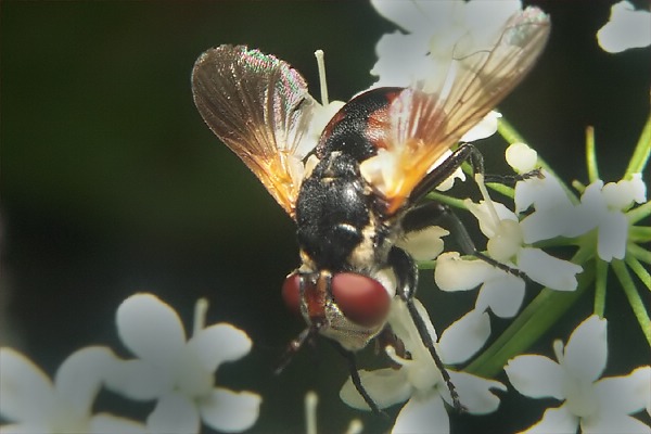 9082-dip-tachinidae-gymnosoma-clavatum-innervillgraten-020804.jpg