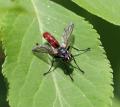 cylindromyia-bicolor-2021-06-13a-forum_t1.jpg