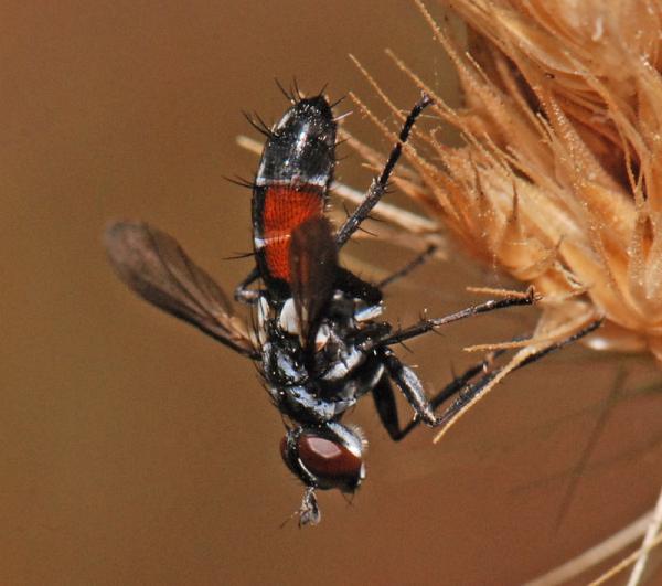 cylindromyia_pusilla_02.jpg