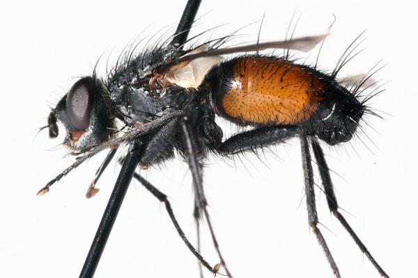 eriothrixrufomaculata.jpg