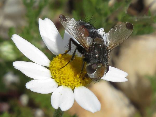 gonia_maculipennis1.jpg