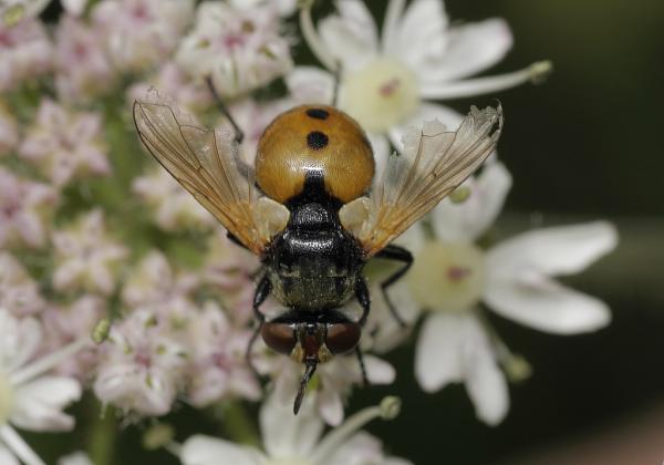 gymnosomarotundatum.jpg