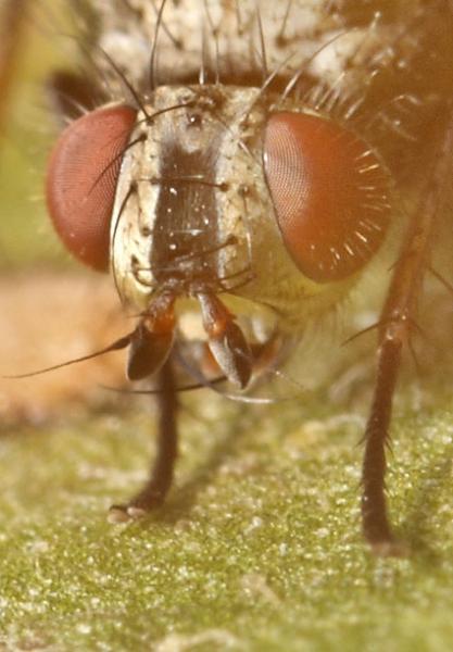 macquartia_dispar_head.jpg