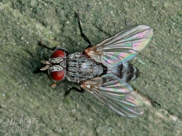 Click to view full image metacemyia_calloti_2025-10-25_1-3.jpg