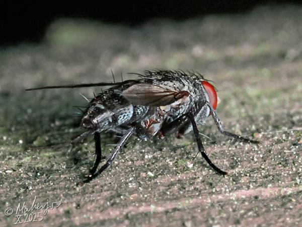 Click to view full image metacemyia_calloti_2025-10-25_3-3.jpg