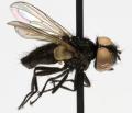 phasia_barbifrons_jf07-2014_t1.jpg