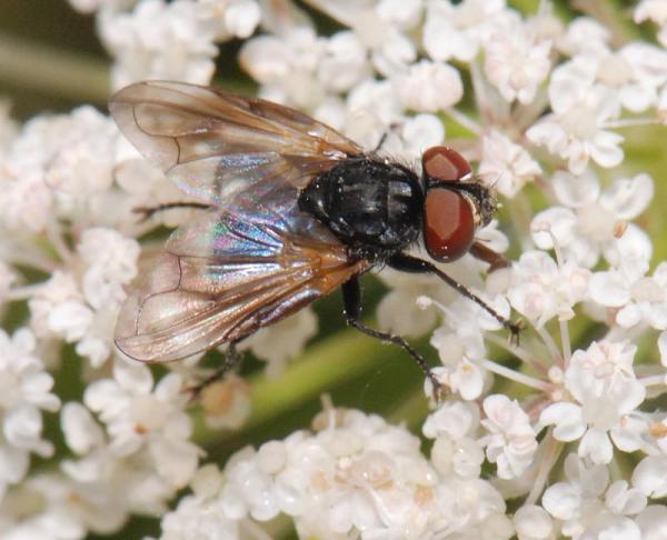 phasia_obesa_02.jpg