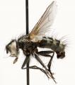 phococera_obscura_jf08-0132_t1.jpg