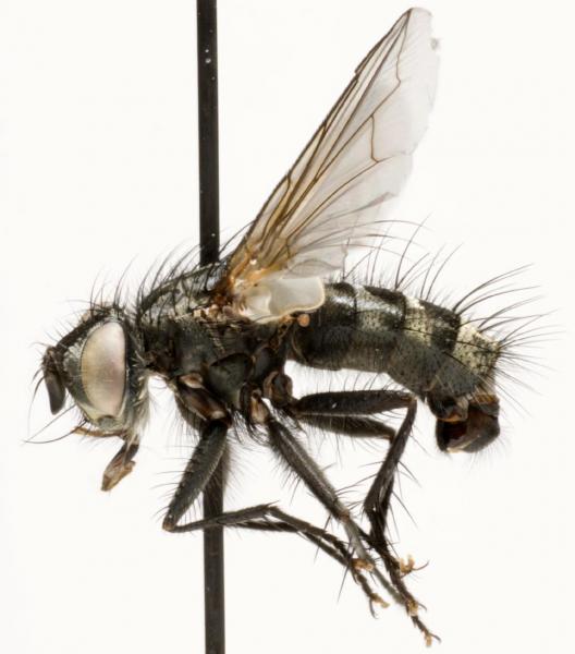 phococera_obscura_jf08-0132.jpg