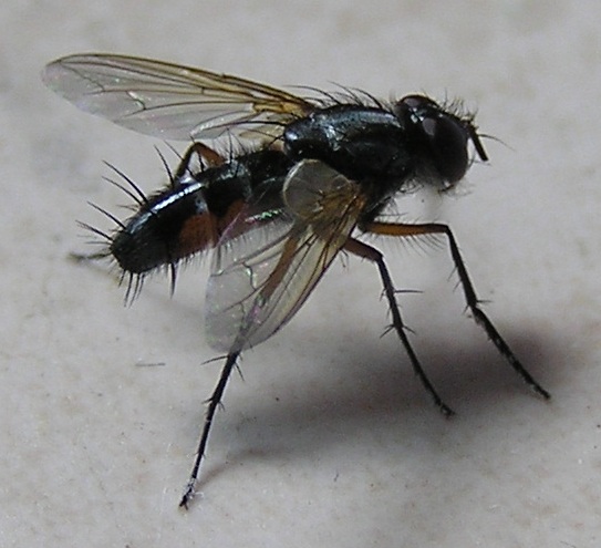 rufiventris.jpg