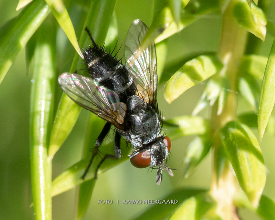 staurochaetaalbocingulata05884.jpg