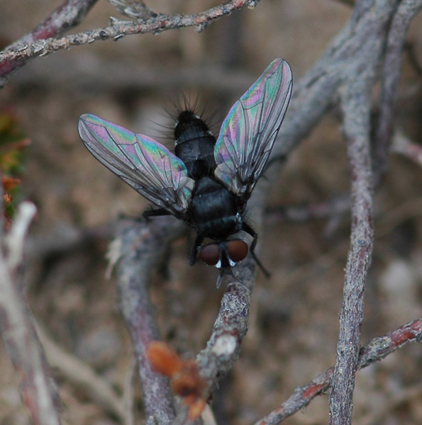 tachinid.jpg